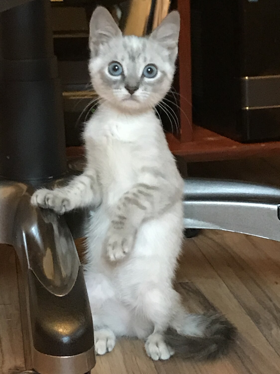 “I didn’t do it!”