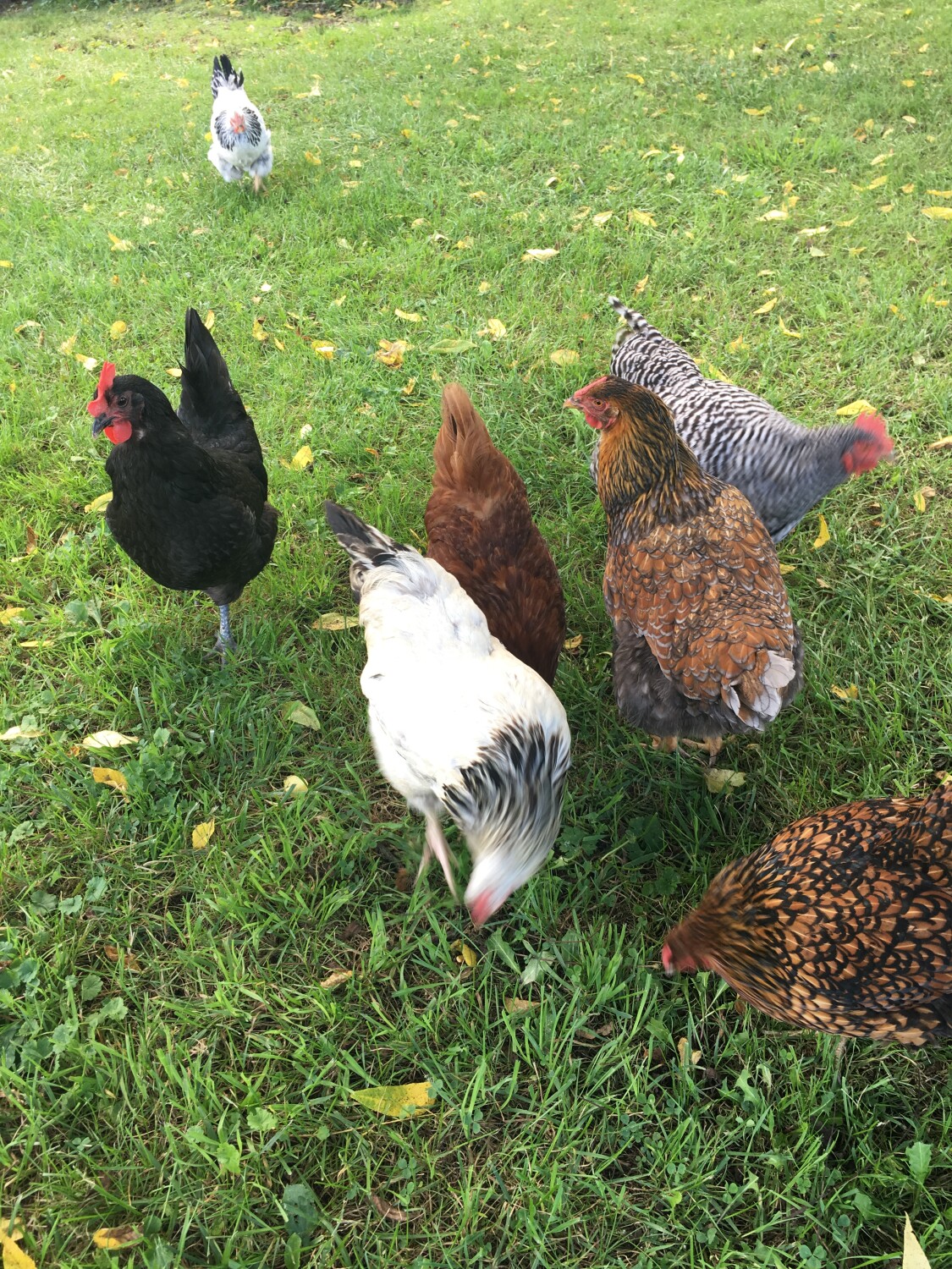 Don’t fence me in mama !