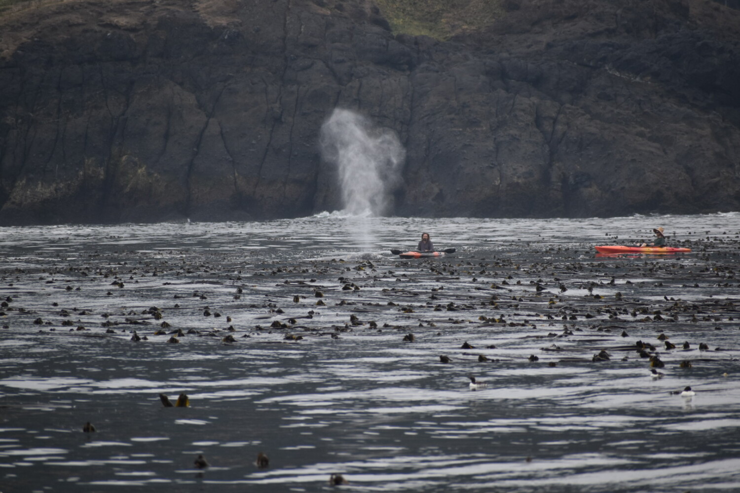 Now That’s Whale a close