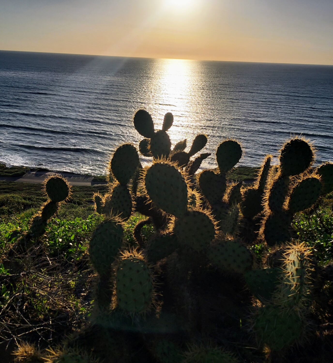 Ocean and cactus