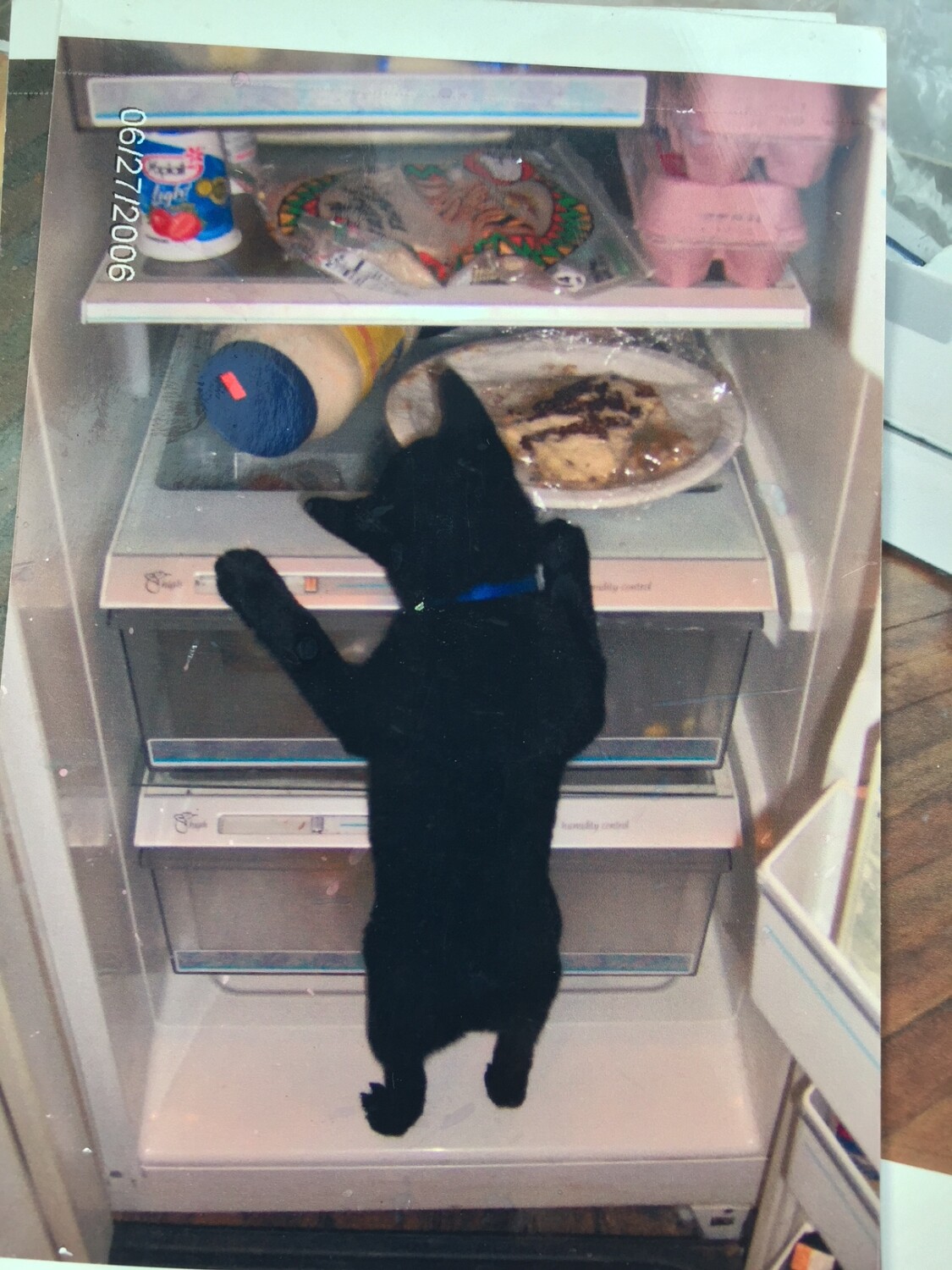 Lillith in the refrigerator