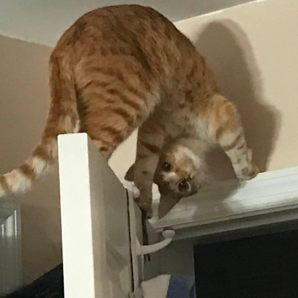 Archie pretending to be Batman