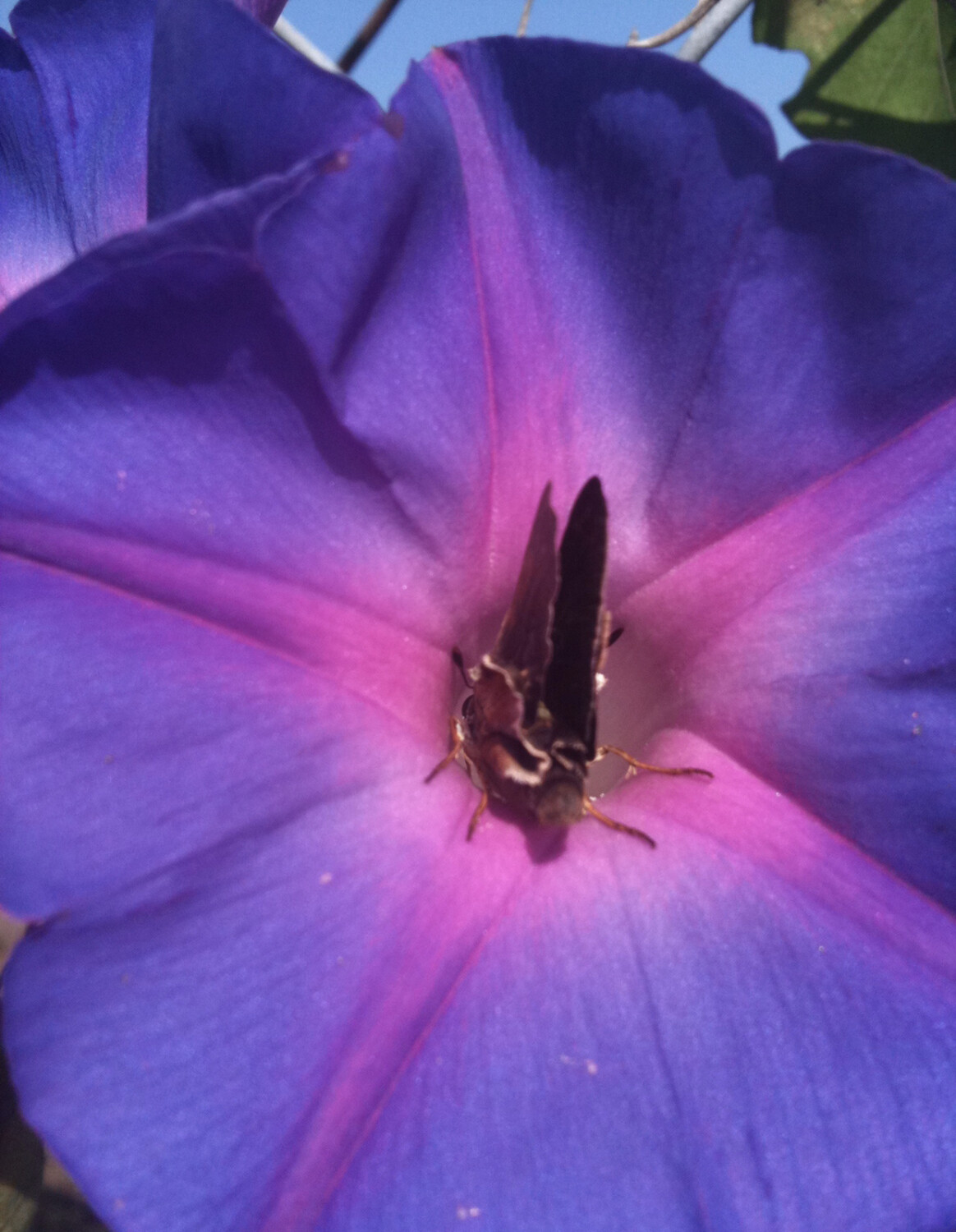 Flowers By River Walking