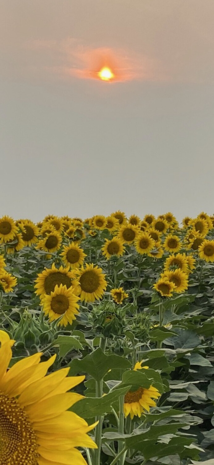 Smokey Canadian sky’s