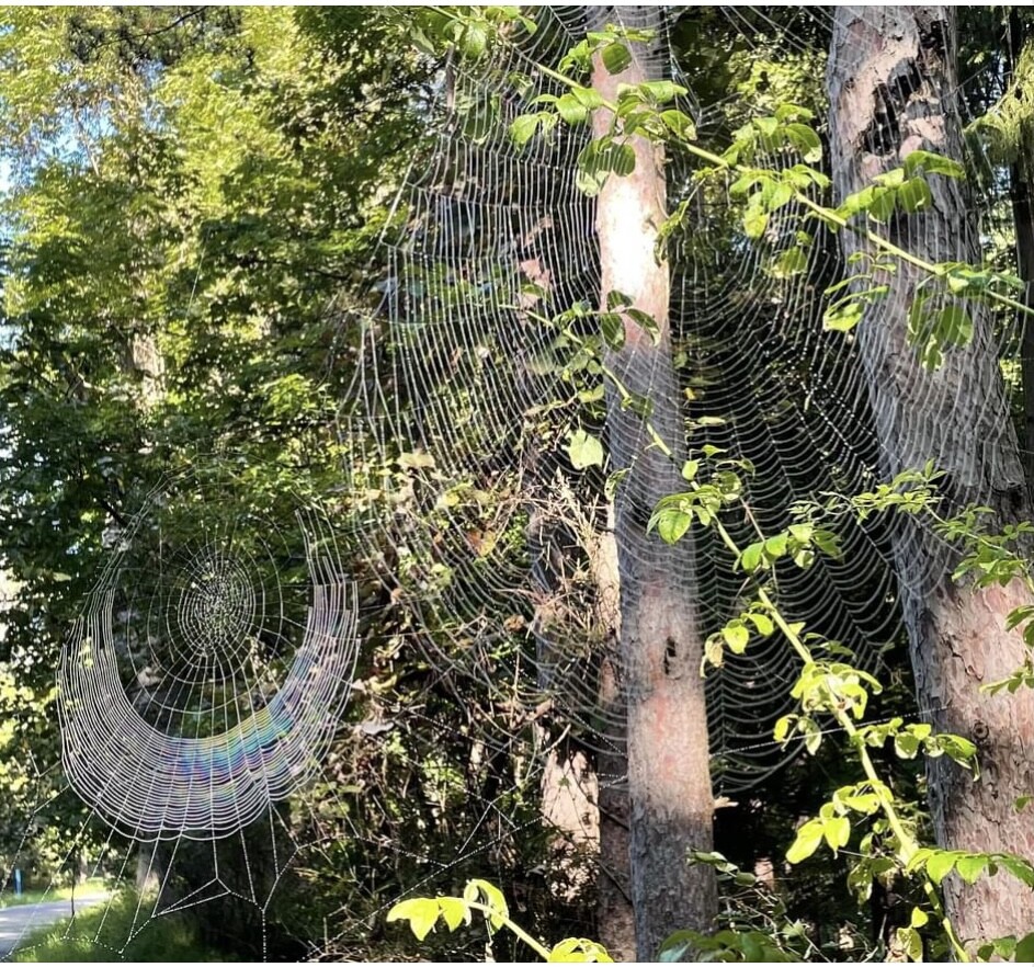 Spider Web