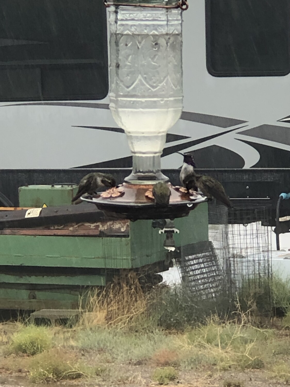 Hummingbirds at lunch