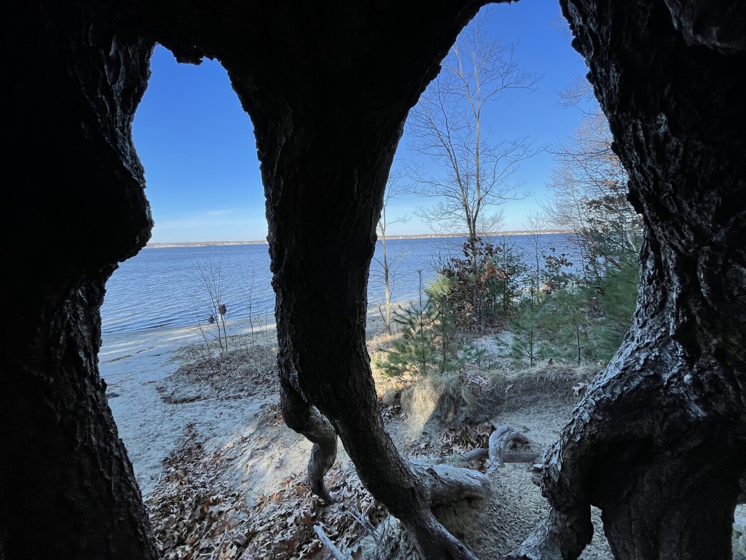 Tree roots view