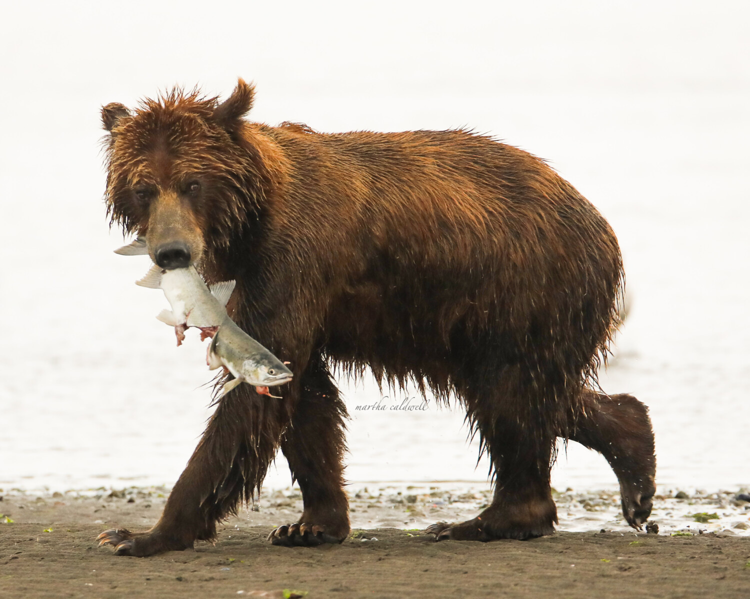 Brown bear and dinner