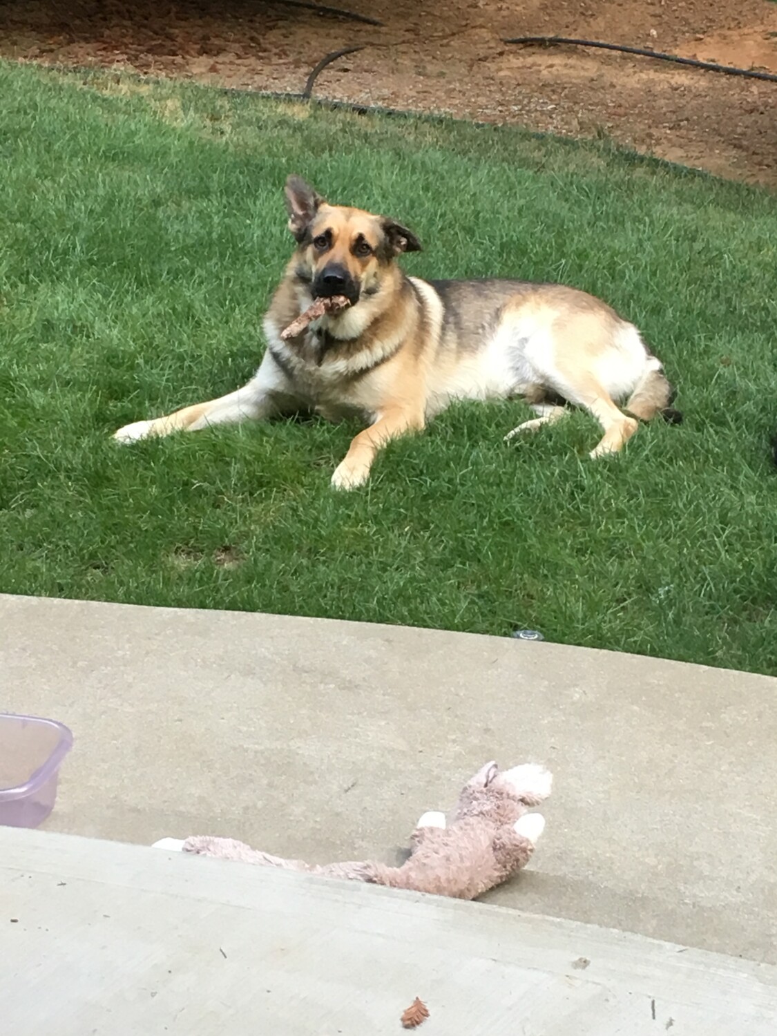 Caught with the steak bone