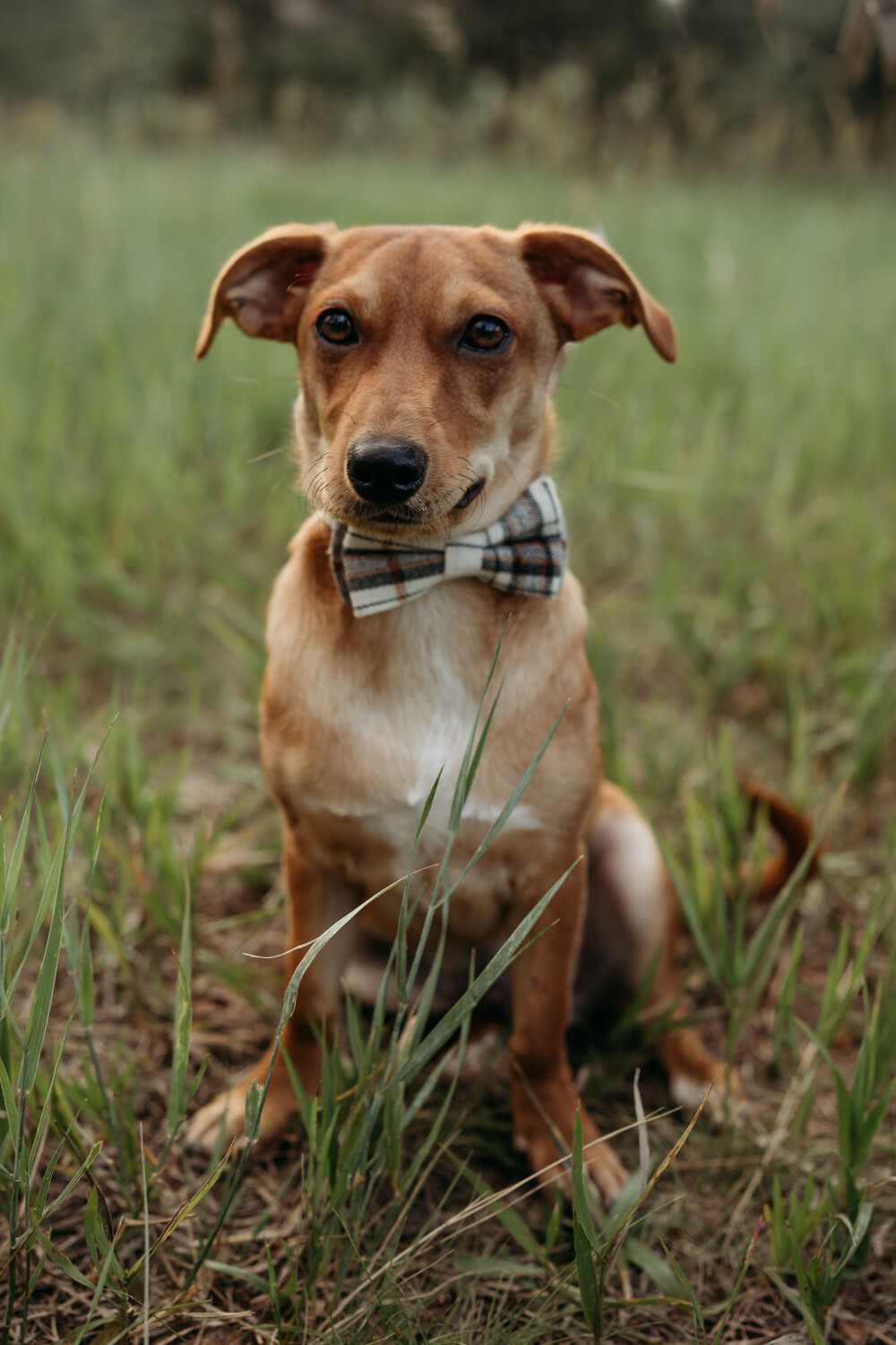 The Distinguished Gentleman