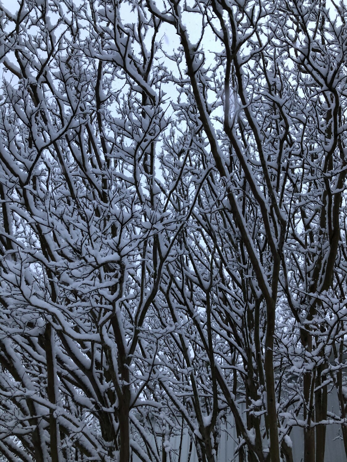 Snow Covered Tree