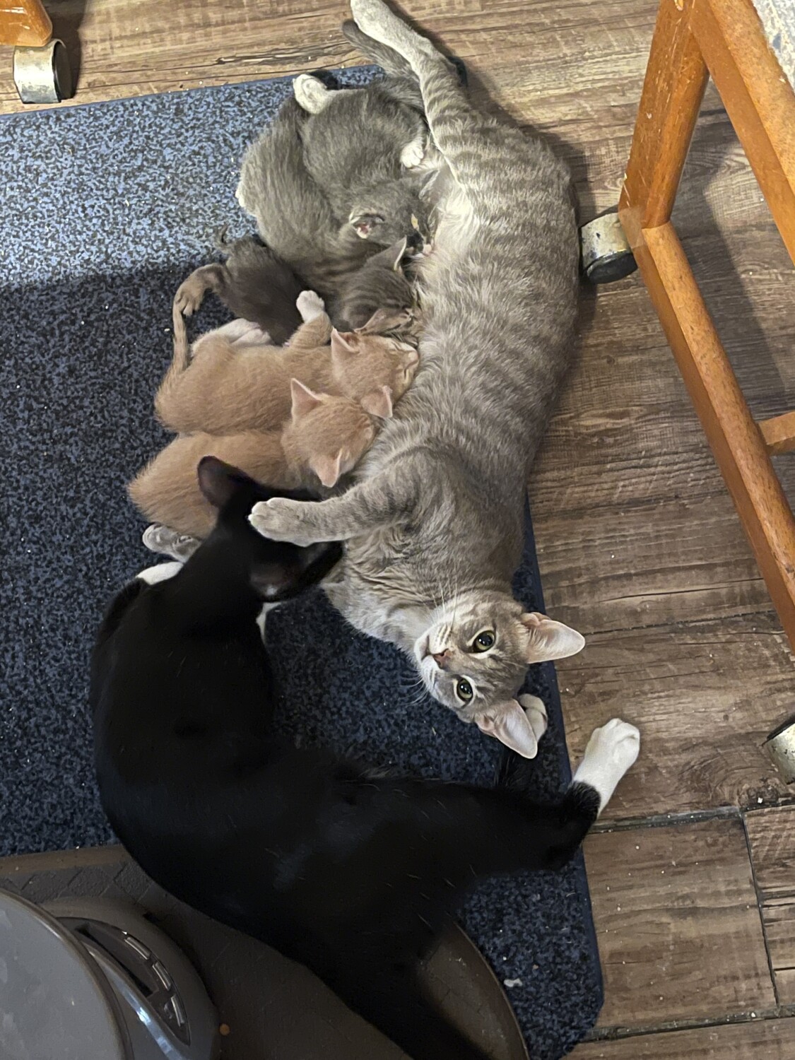 Mammas caring for her babies no matter the age!