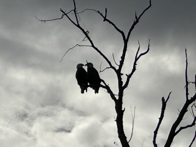 American Bald  Eagles in Love