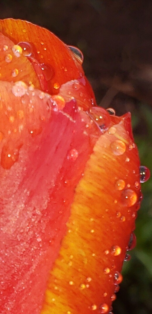 Morning Dew