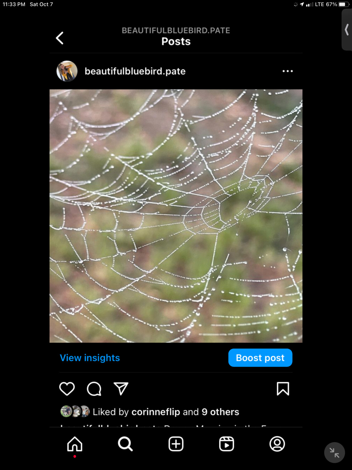 Spider Web