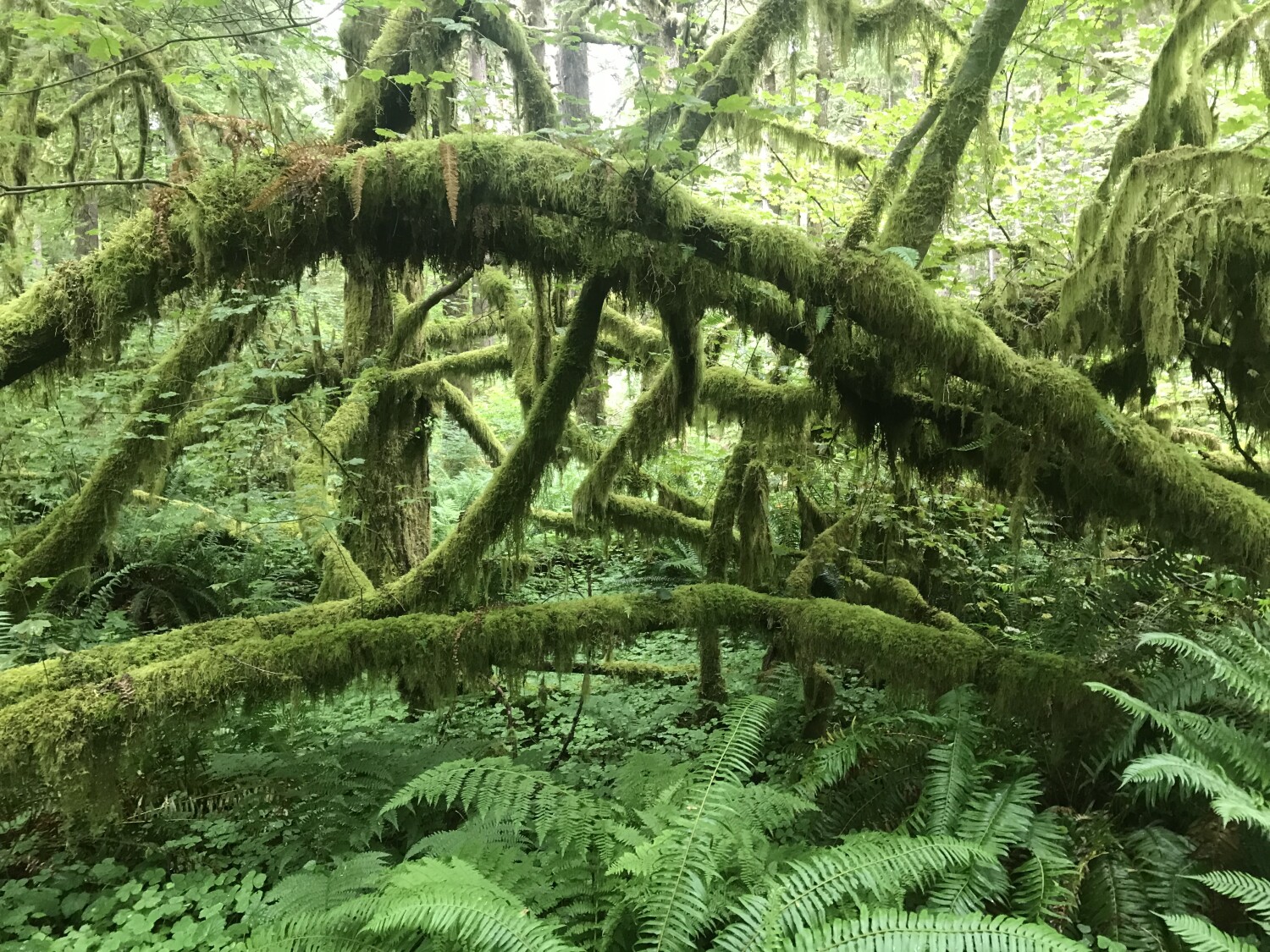 Olympic National Park, Washington USA
