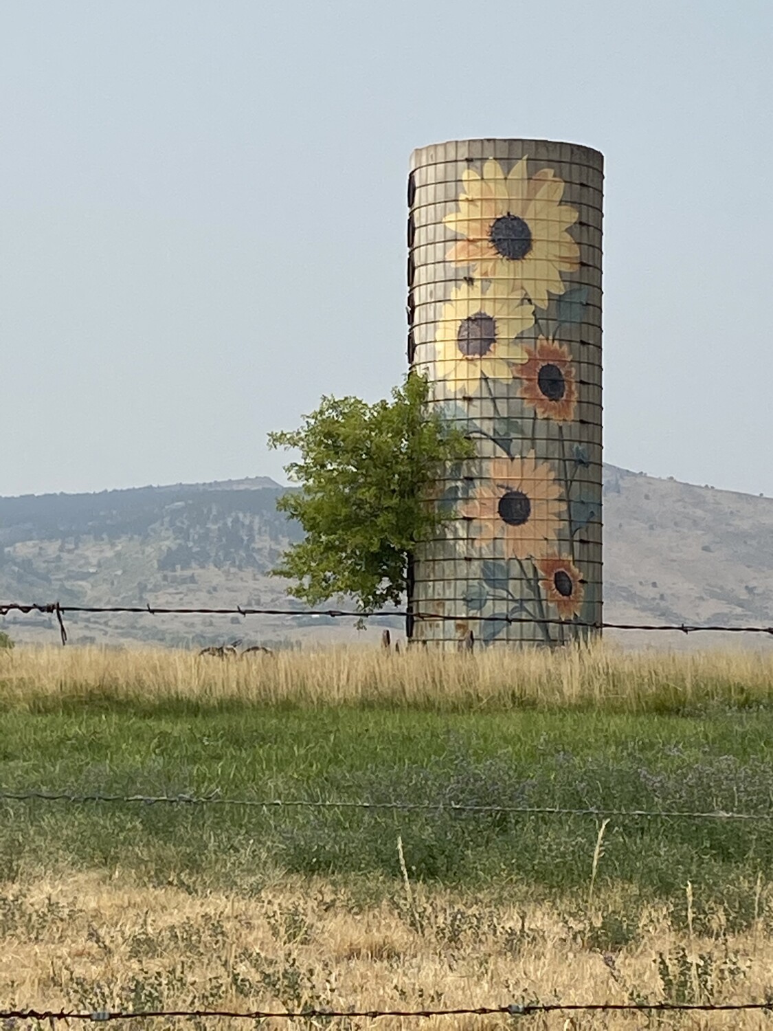 Mountains and Sunflowers