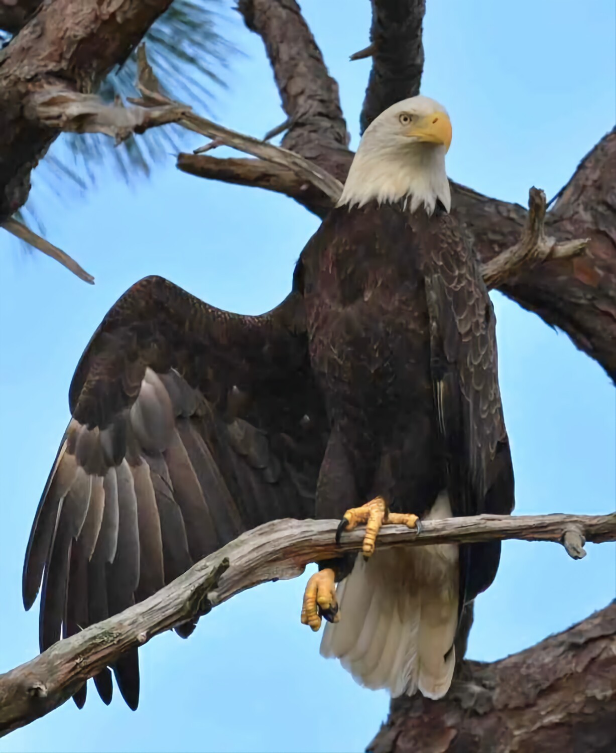 The Dutchess of Anclote