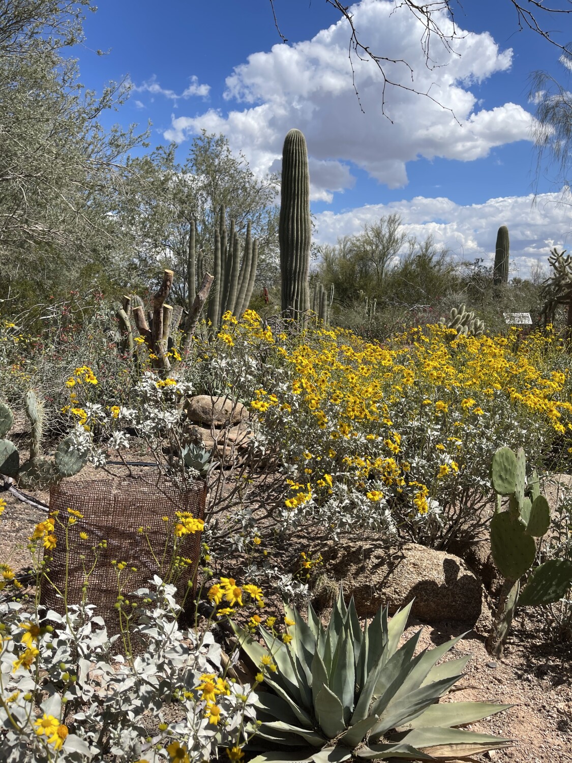 Cactus Heaven