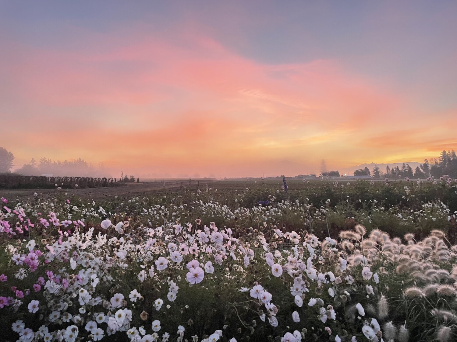 Flowers and sky