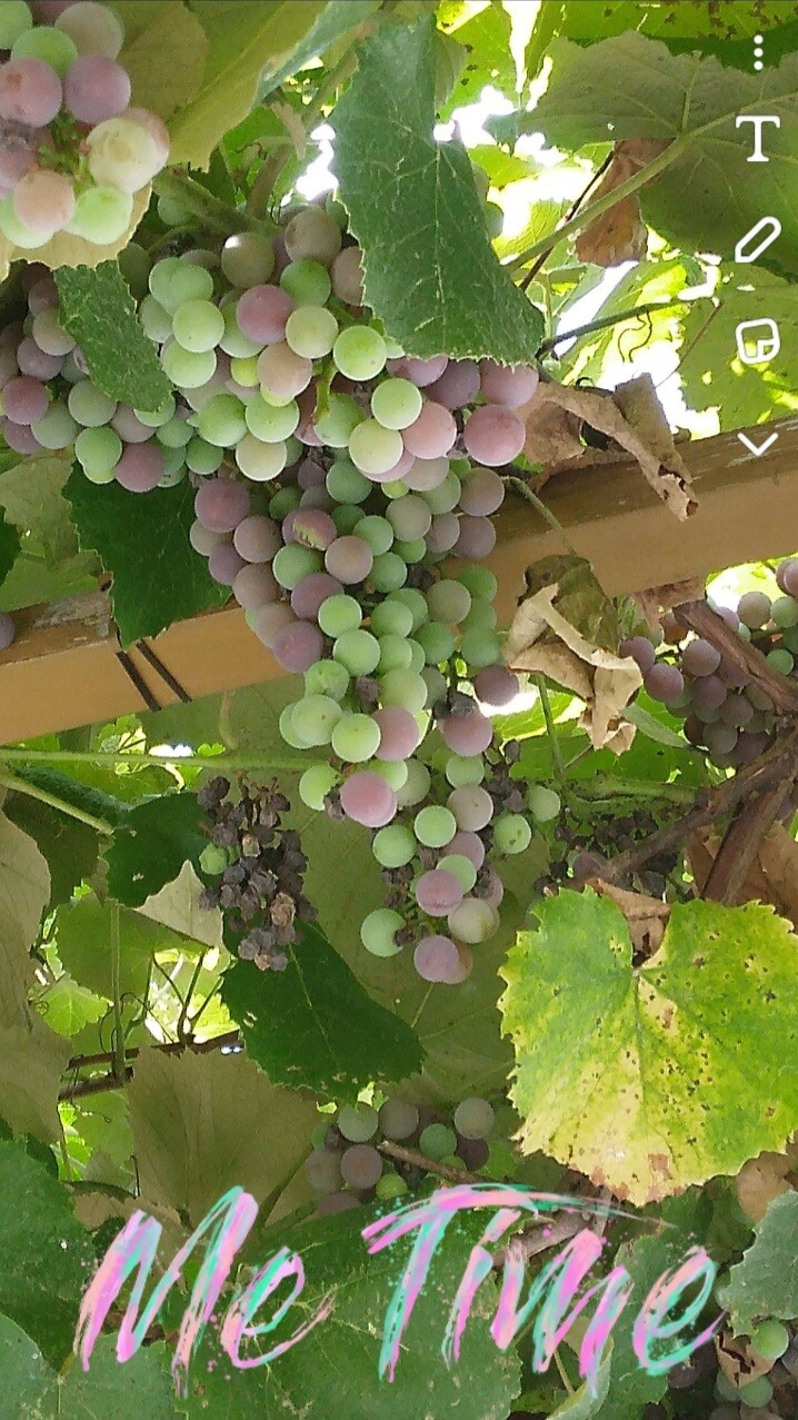 Grapevine summertime