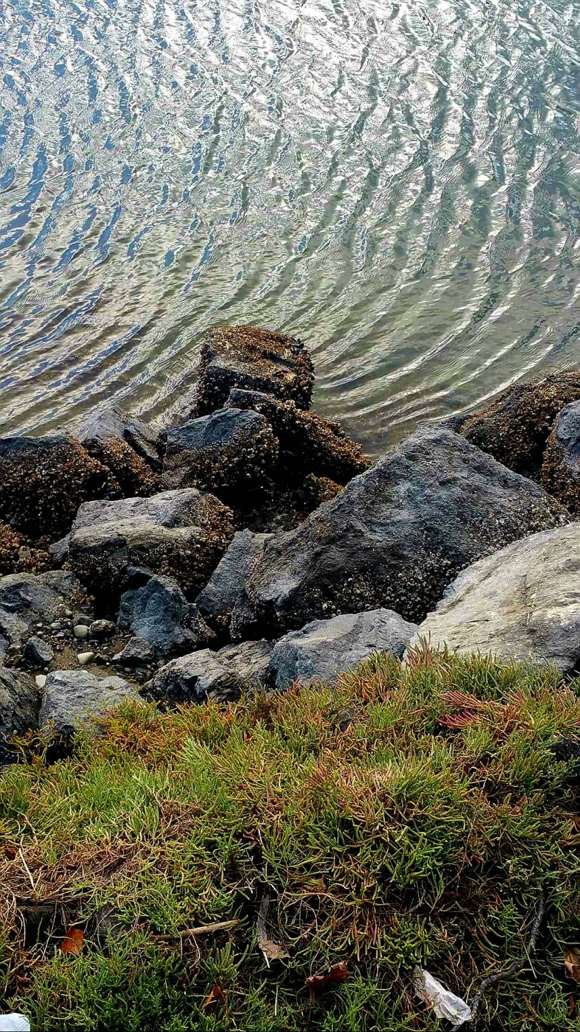 Ripples & Rocks in Poulsbo