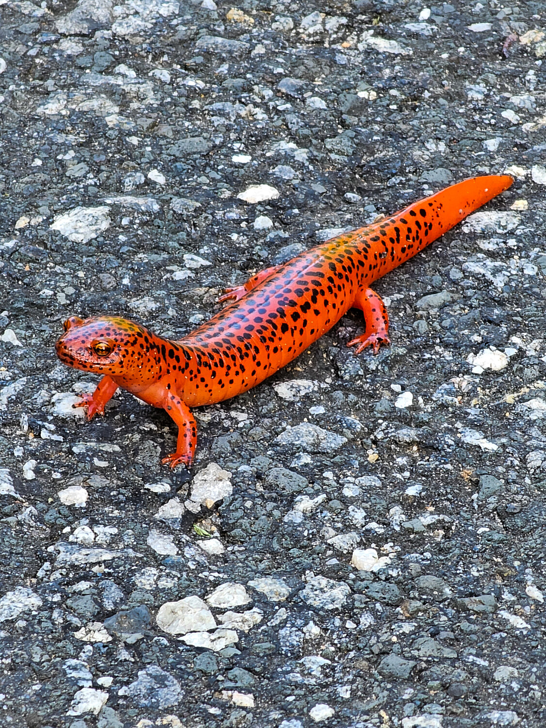Red Salamander Crossing the Road