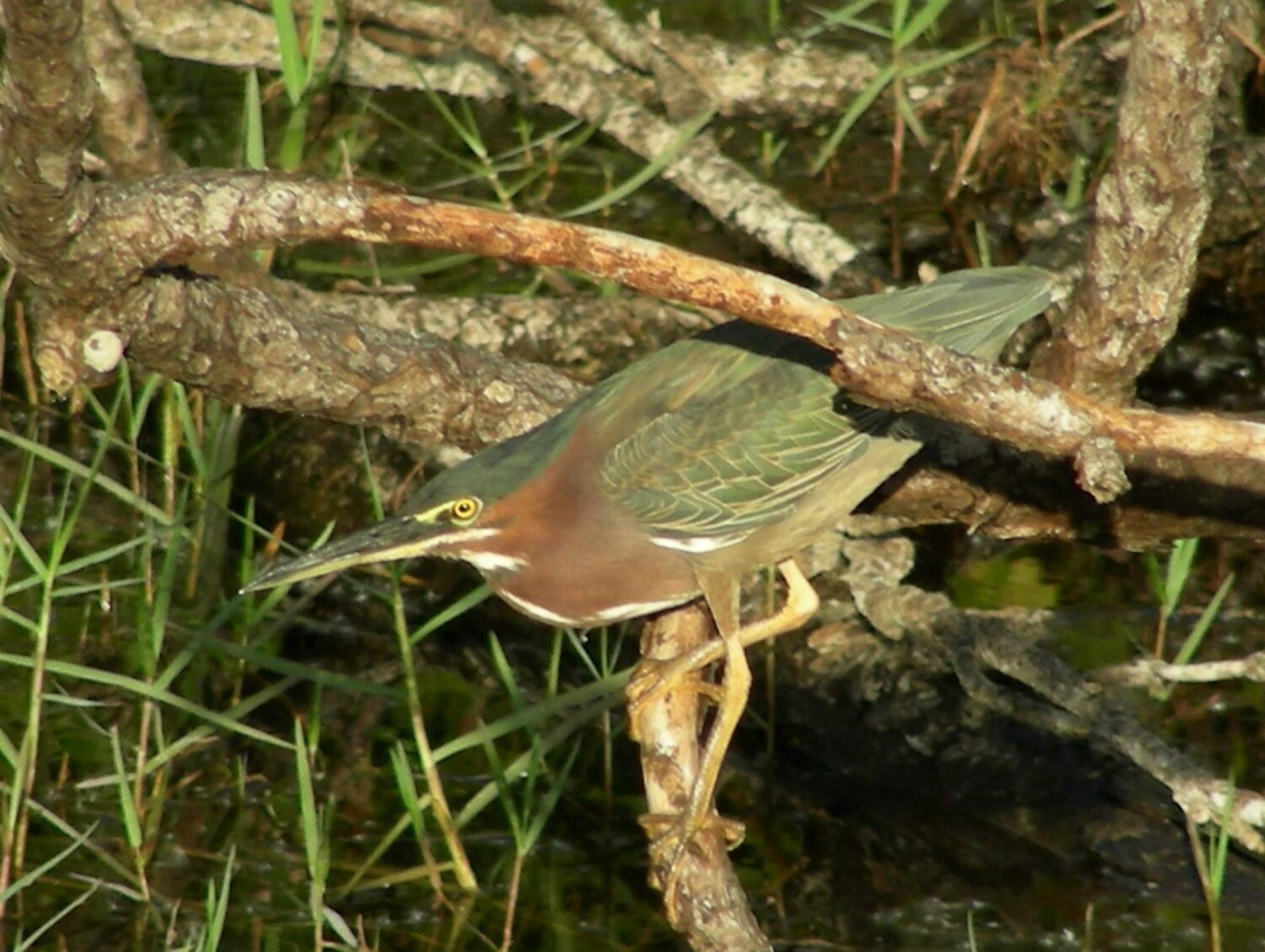 It's nice to be green