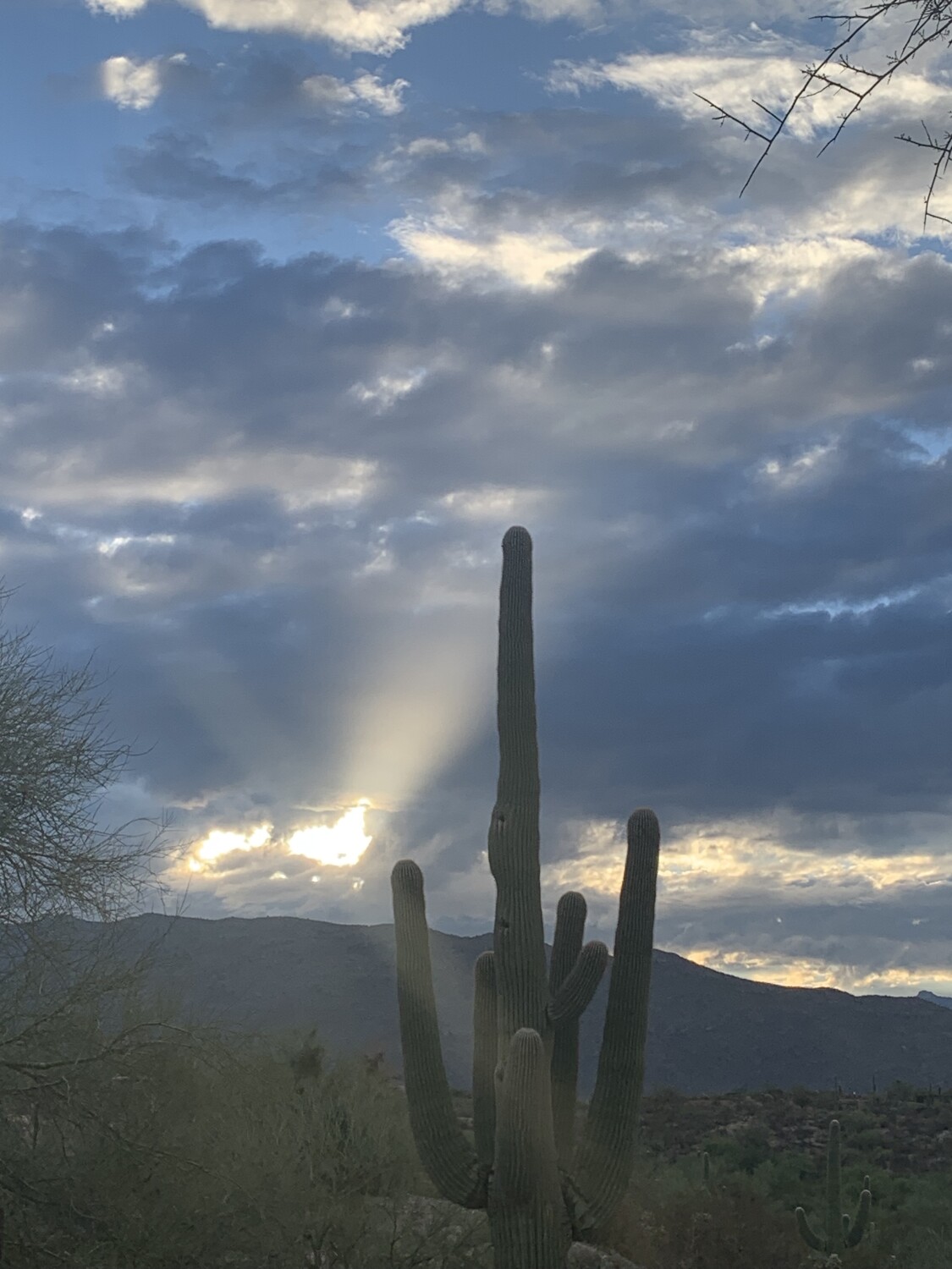Early morning saguaro