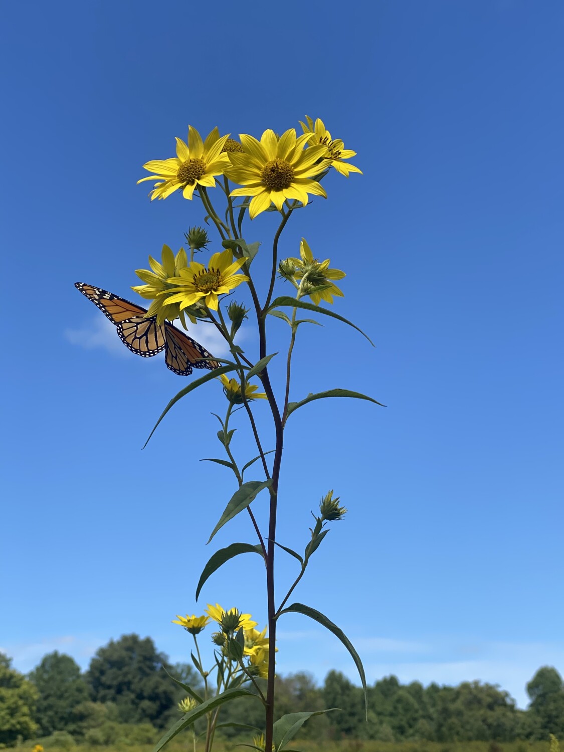 A Promise of new beginning.