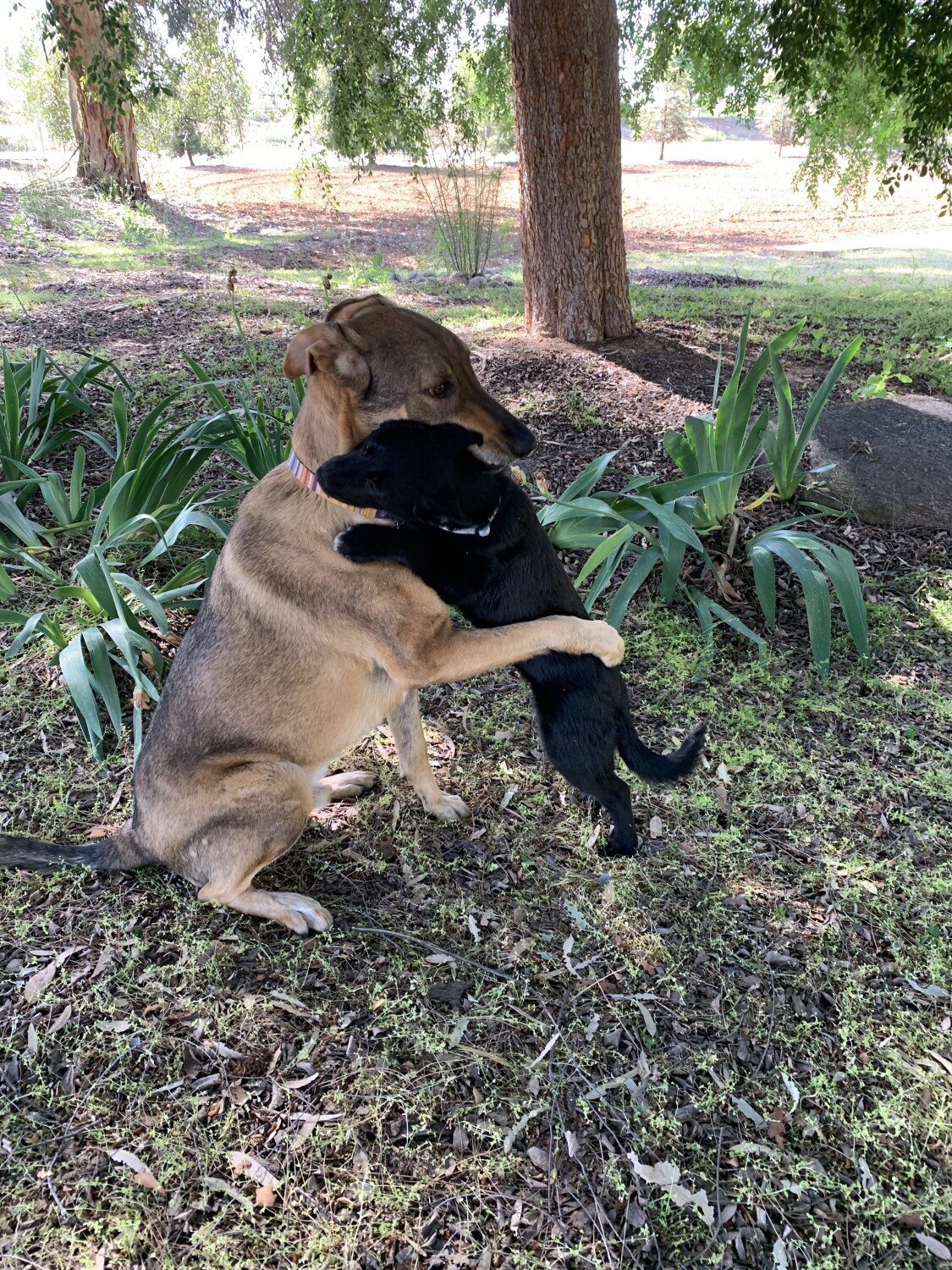 Do you need a hug?❤️