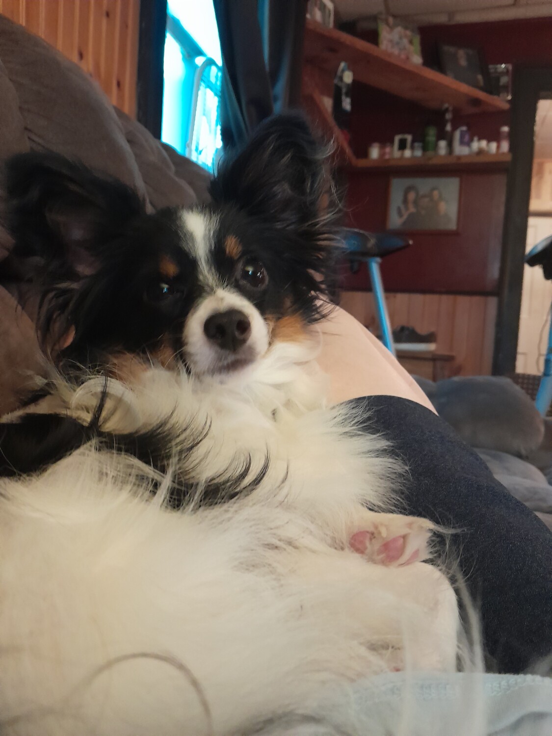 Chance the sweetest and most mischievous pampillon