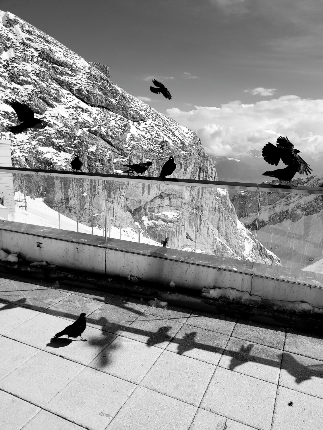 The birds of Mt. Pilatus