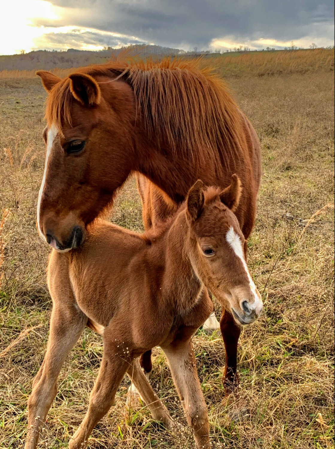 A Mother's Love