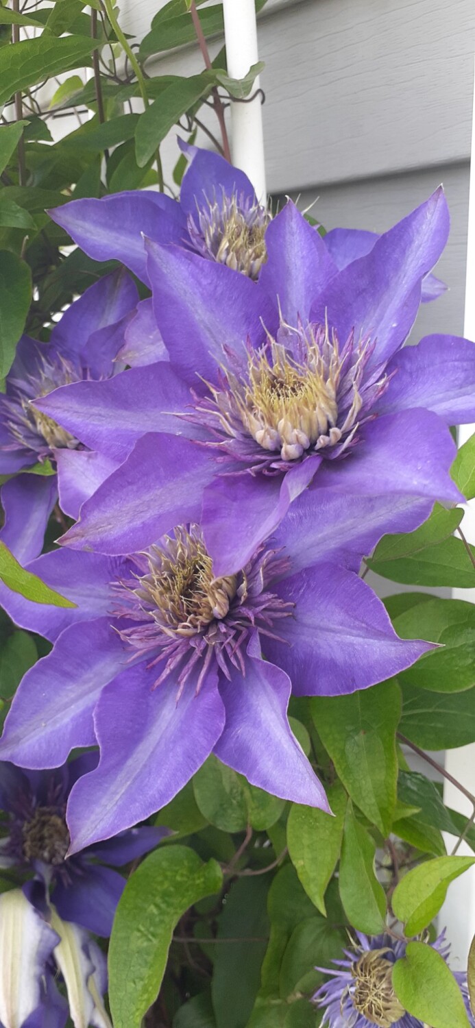 Mom's beautiful flowers