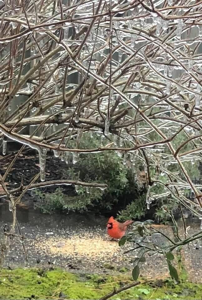 Finding food in an ice storm.