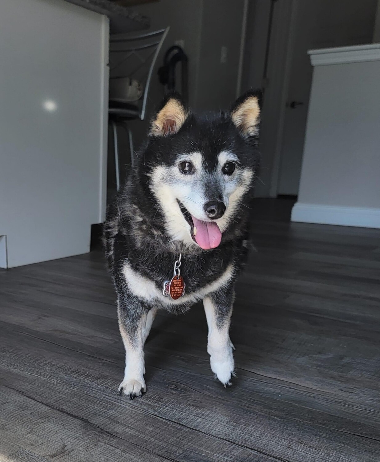 Sheba fresh from the salon