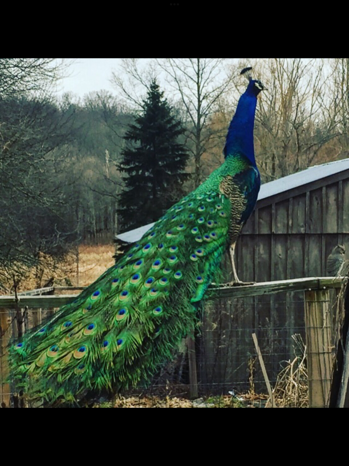 Peacock
