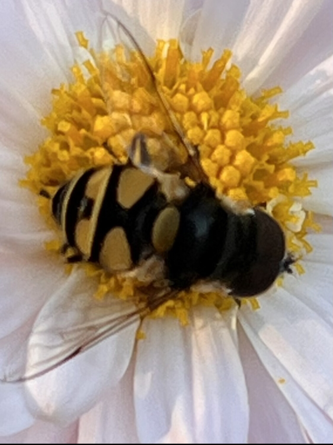 Bee