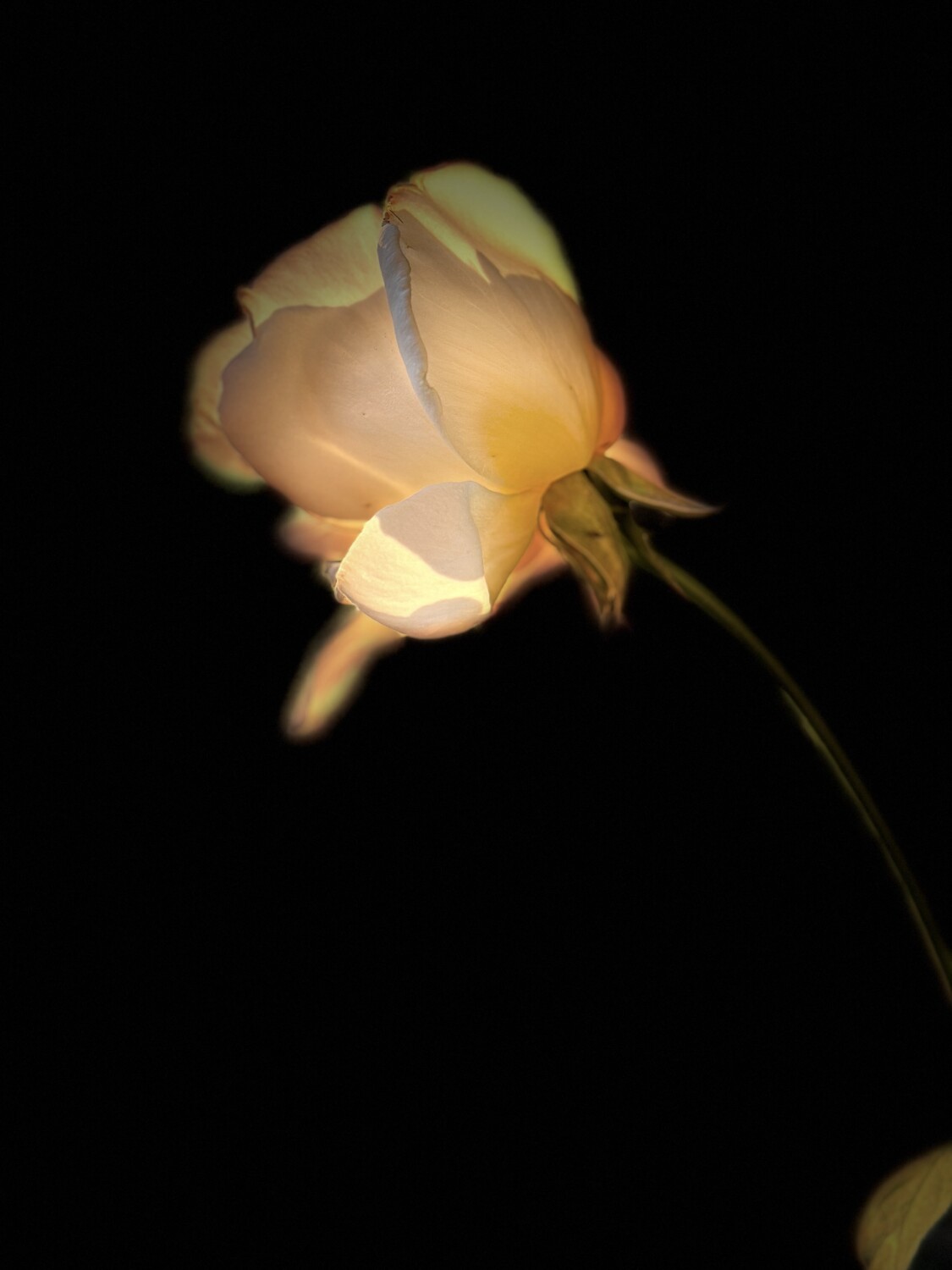 Sunset Rose