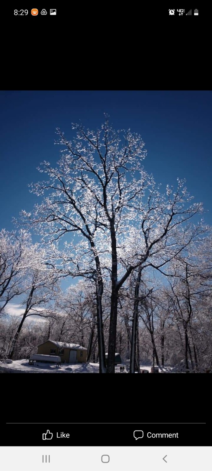 Lighted Ice Tree