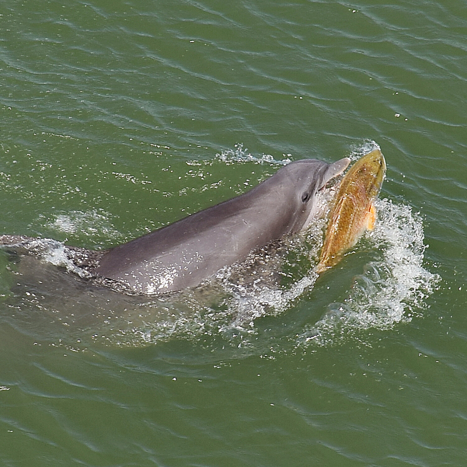 Dolphin catching a fish