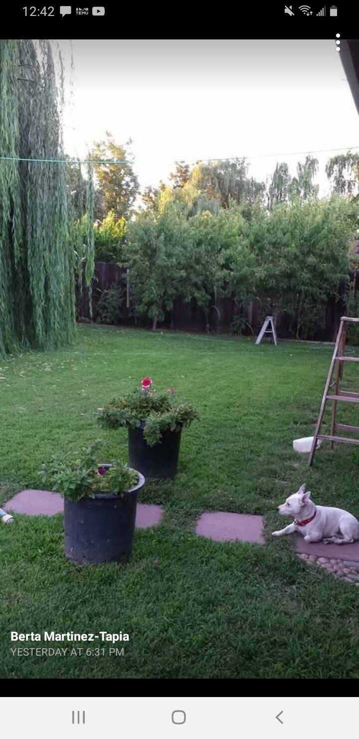 Our lovely Coco resting in our beautiful  backyard