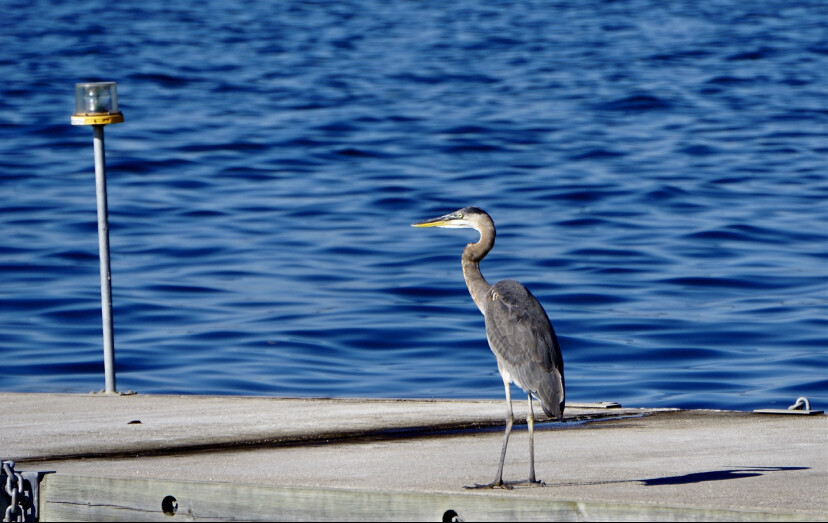 Heron Blue