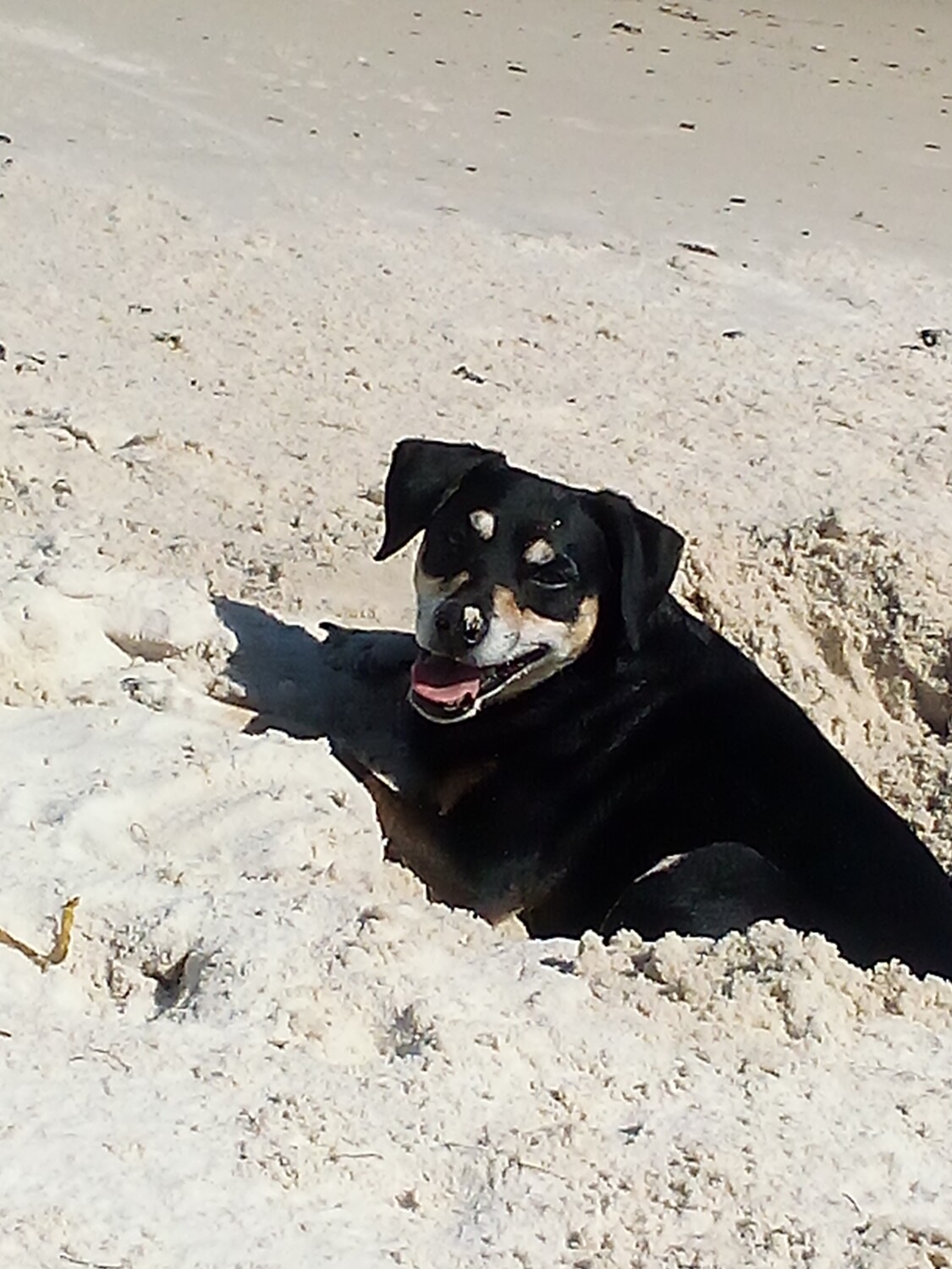 Brudders first trip to the beach