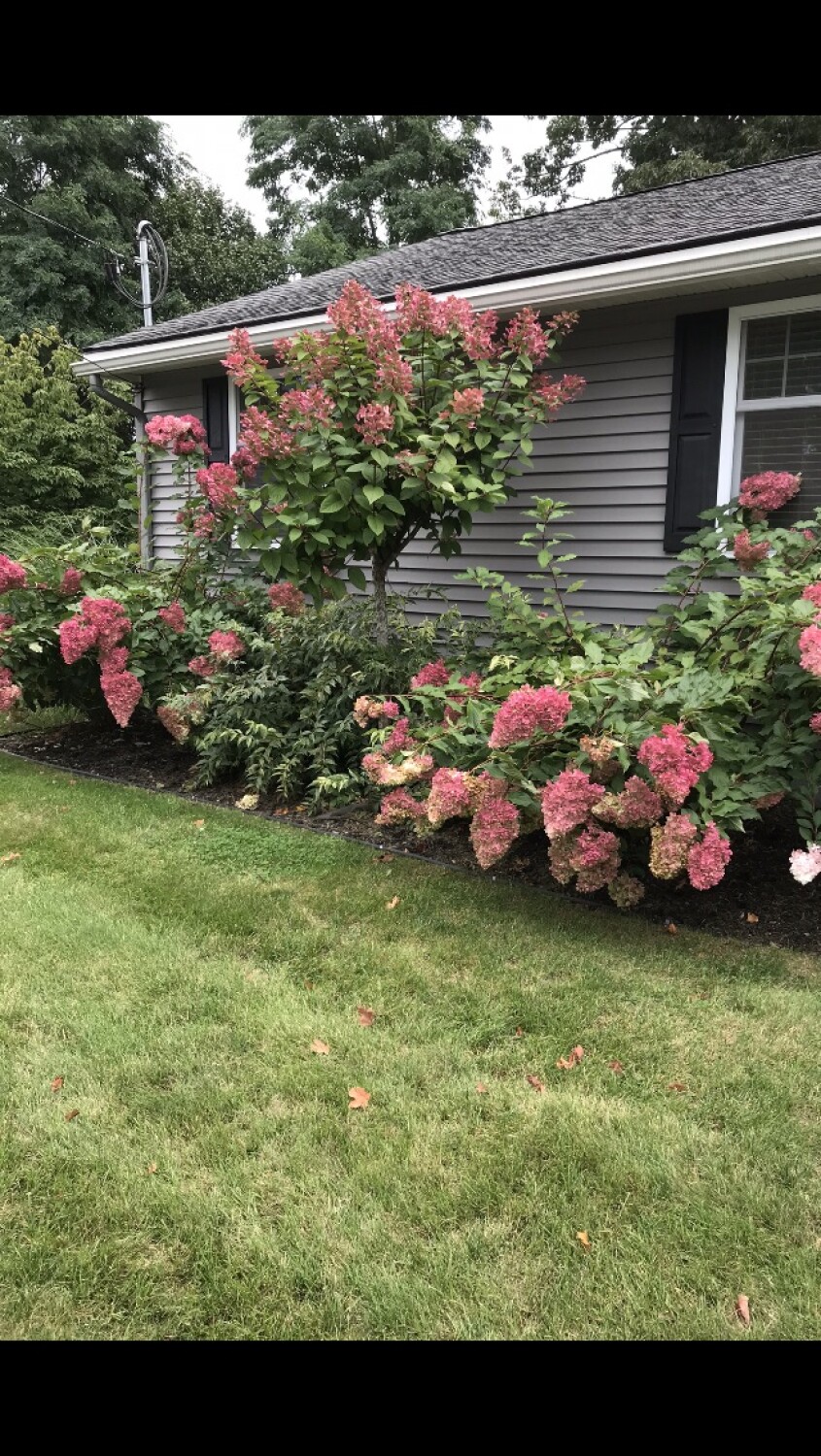 Strawberry vanilla hydrangeas