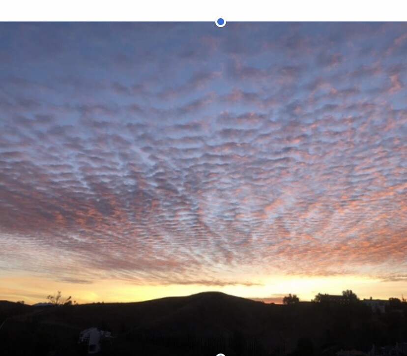 Surviving the pandemic alone in my backyard