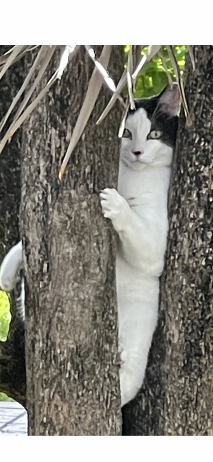 Cat in a tree