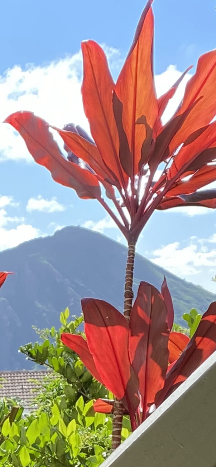 Hawaii Kai mountian view