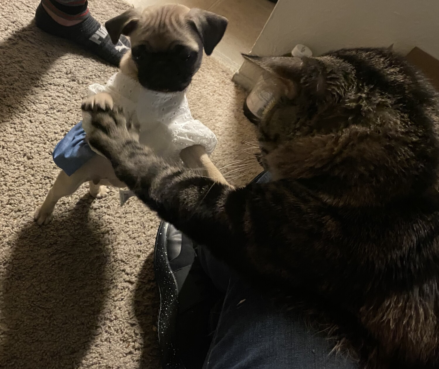 Cinnabun&whiskers hi-5  each other bro&sis love